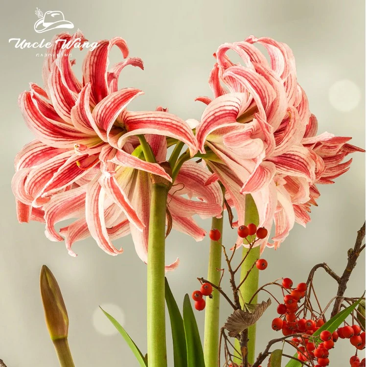 种花王大爷【合集】国产朱顶红种球多年生多品种球根花卉阳台开花