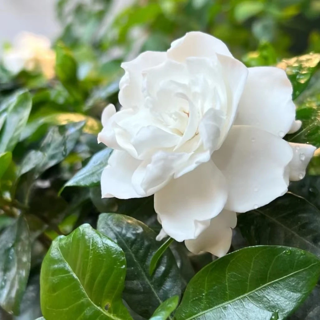 种花王大爷 栀子花棒棒糖盆栽花卉庭院阳台观花植物新手好养