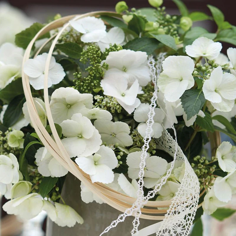 种花王大爷绣球花苗阳台盆栽庭院耐寒花卉