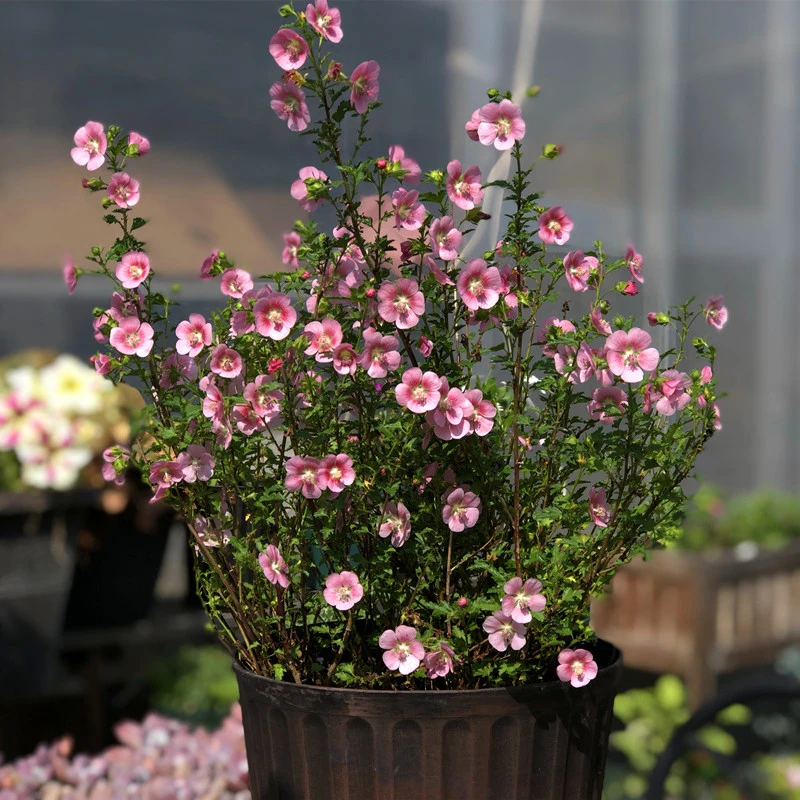 种花王大爷【合集】小花木槿棒棒糖植物爆花阳台庭院种植盆栽夏季