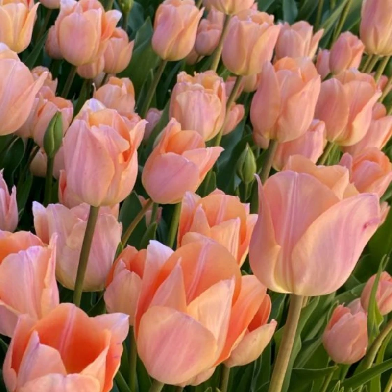 种花王大爷【郁金香10球装】5度球球根花卉花园庭院耐寒