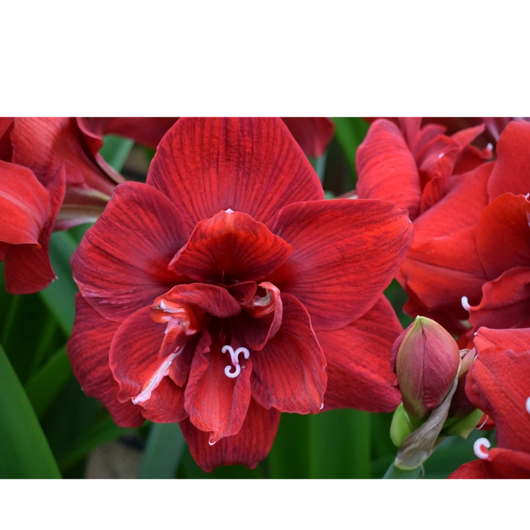 种花王大爷 荷兰朱顶红【东方红】种球多年生球根耐寒易养护