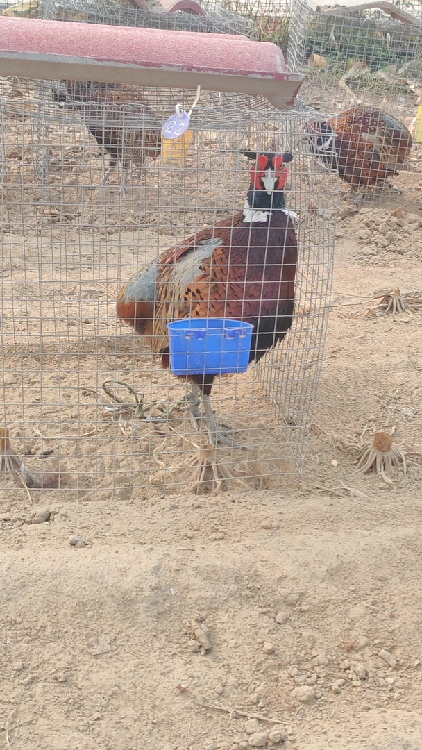 七彩山鸡胚子半成品