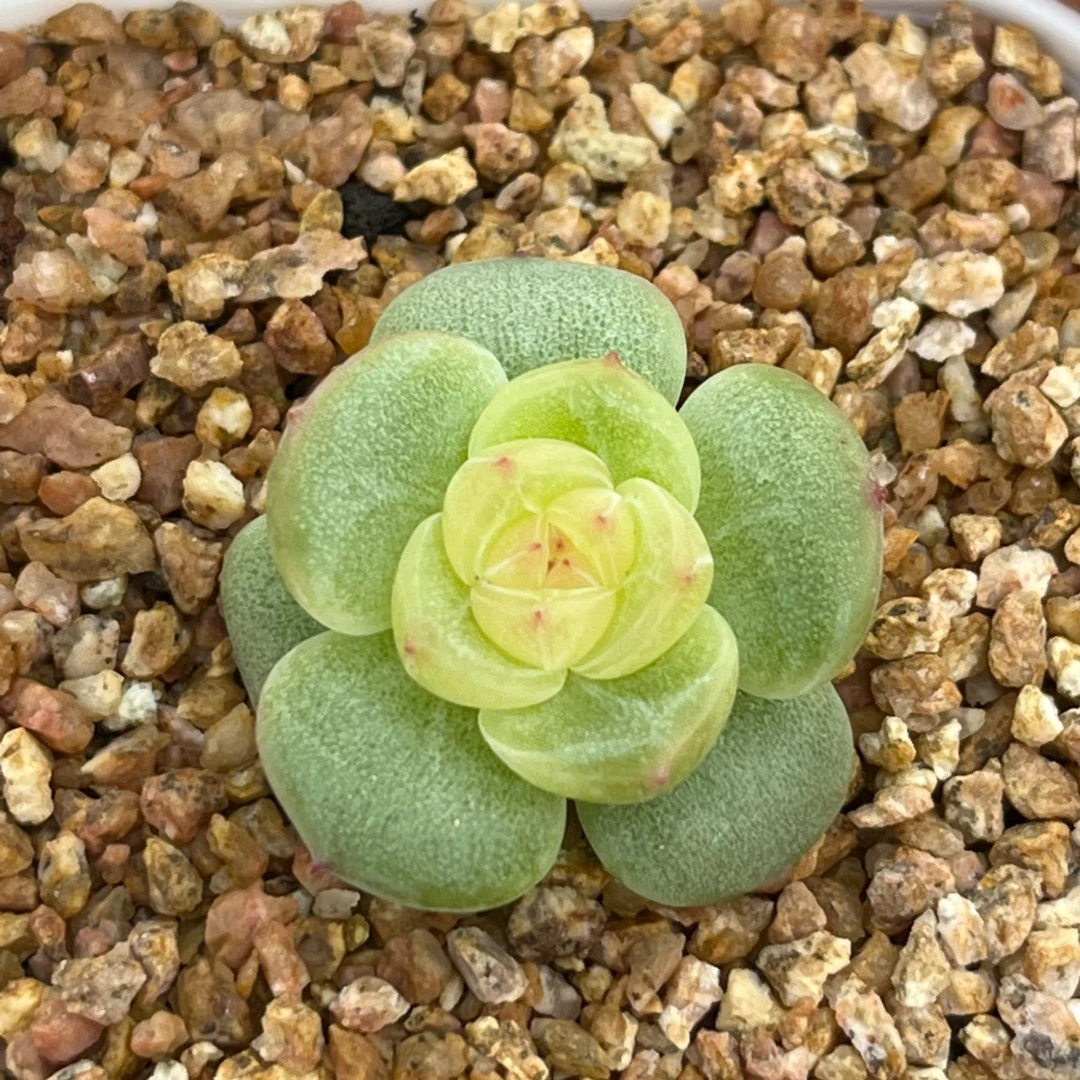 亿点点多肉偏远地区邮费补贴链接粉色绿色