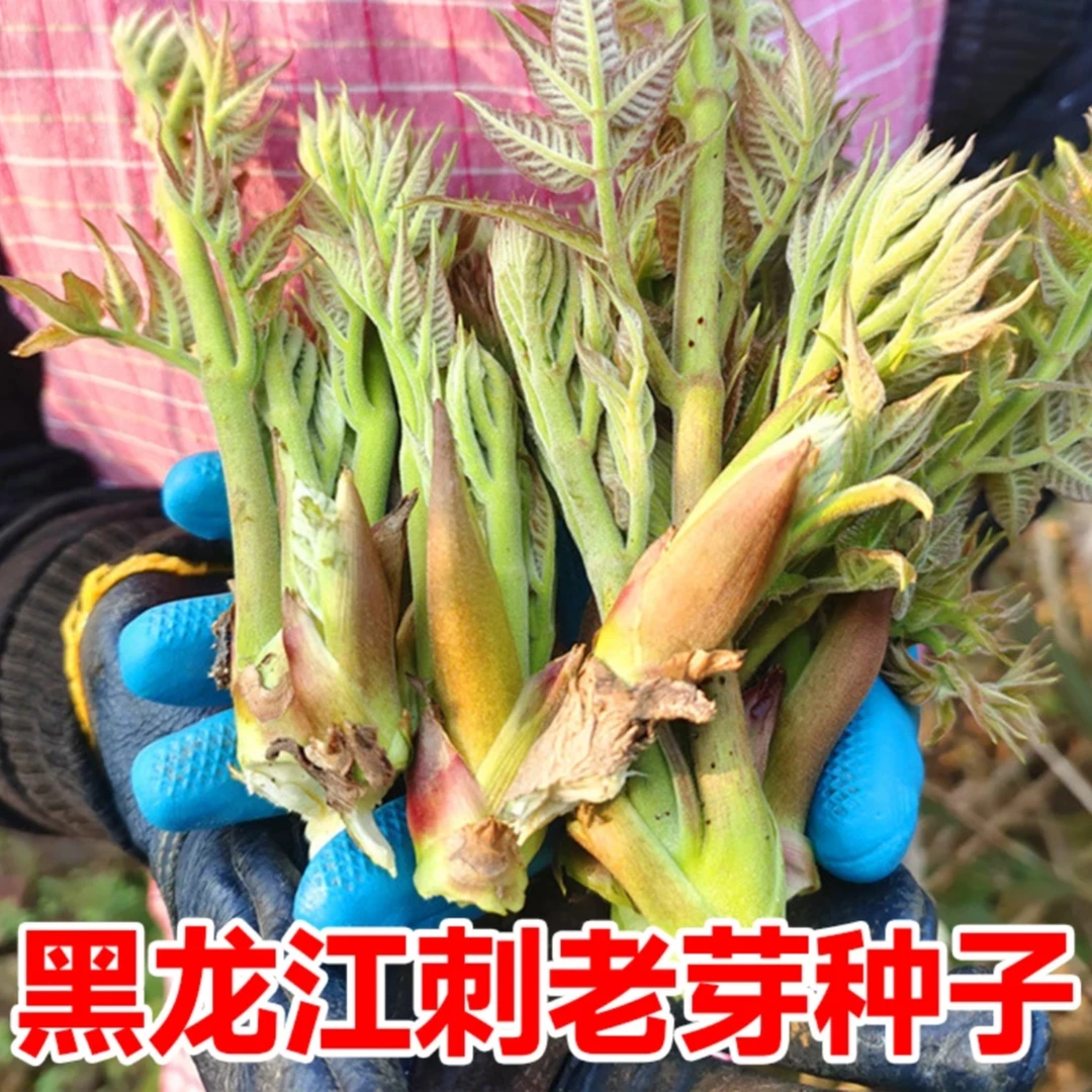 【刺龙芽种子】家庭阳台小院盆栽地栽四季种植