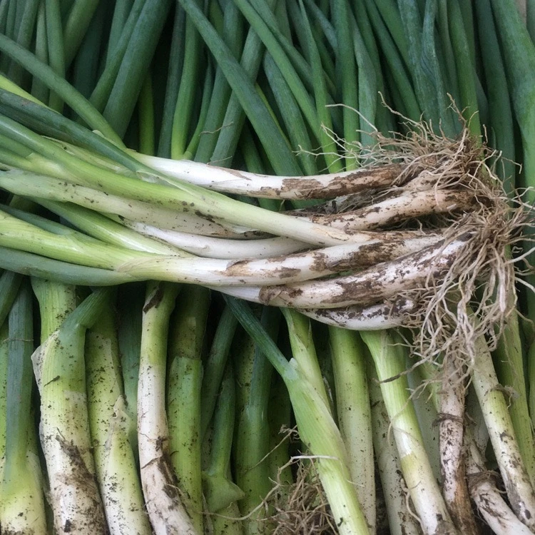 葱约100克（新鲜葱）