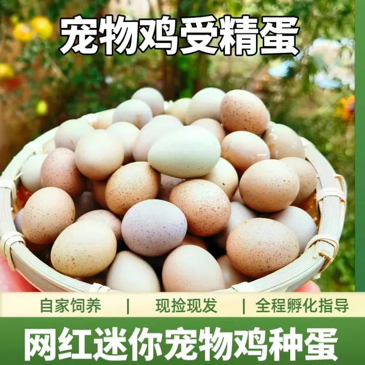 芦丁鸡种蛋可孵化小鸡宝宝受精迷你芦丁鸡蛋特色新鲜全色德系包邮