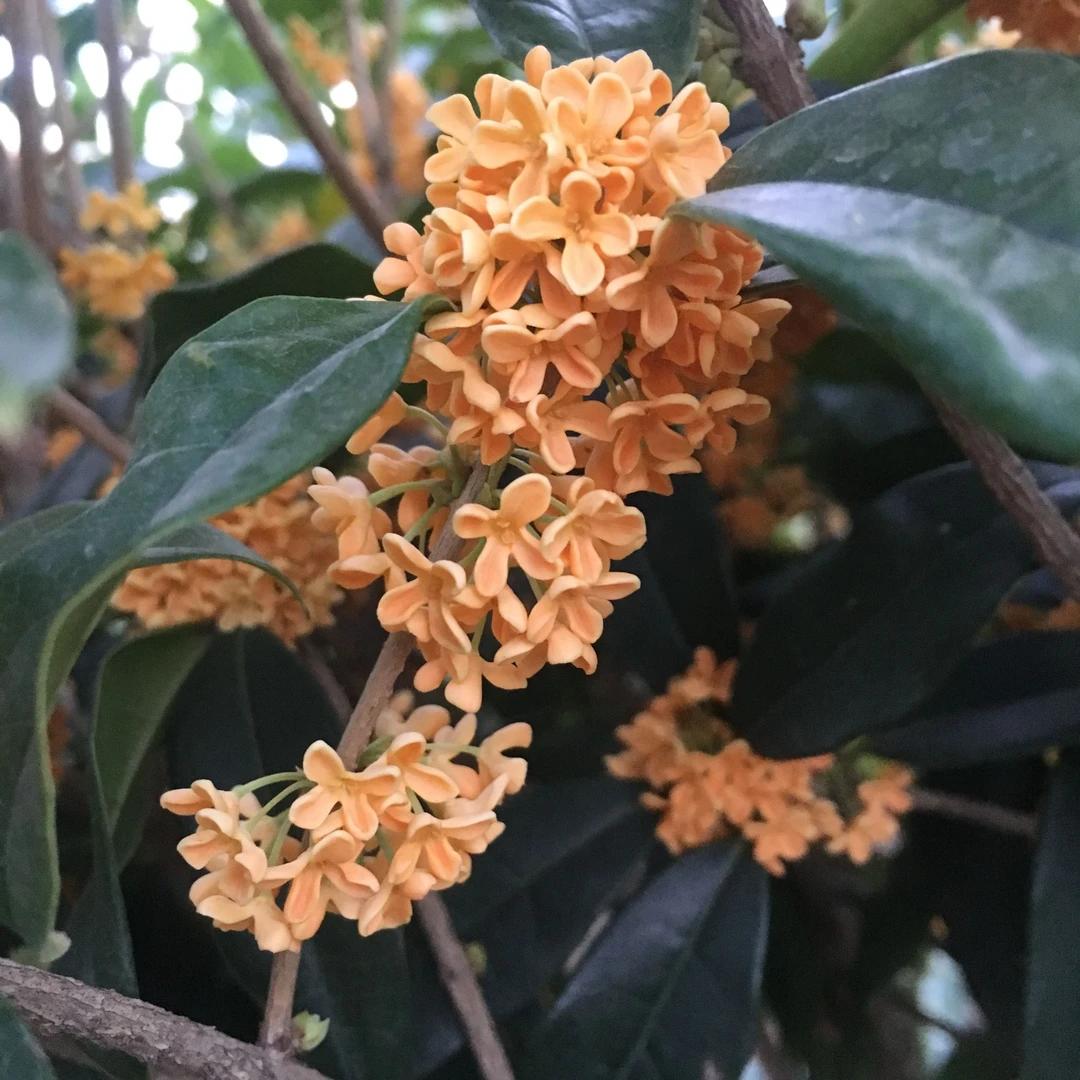 1嫁接桂花直播间一物一拍私拍不发货