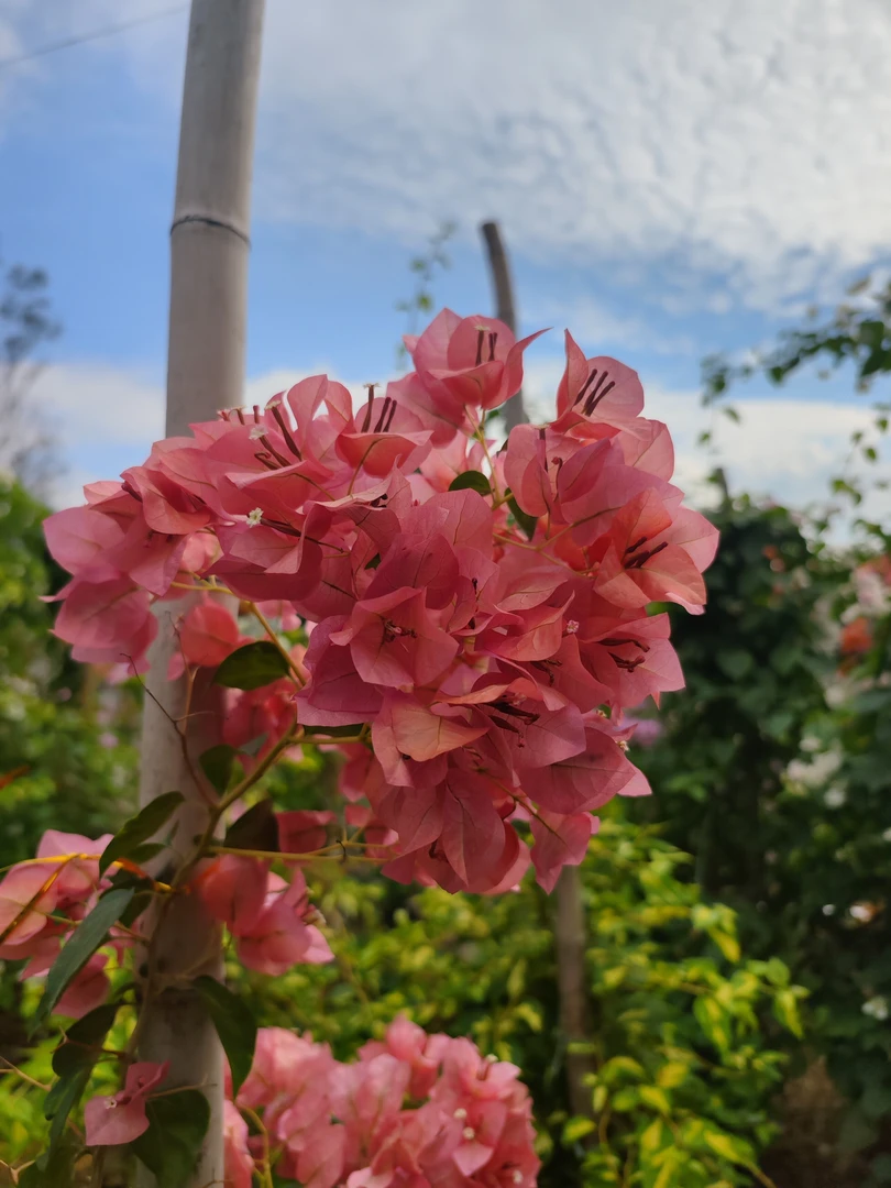 （三角梅）一物一拍 少量落花落叶正常现象