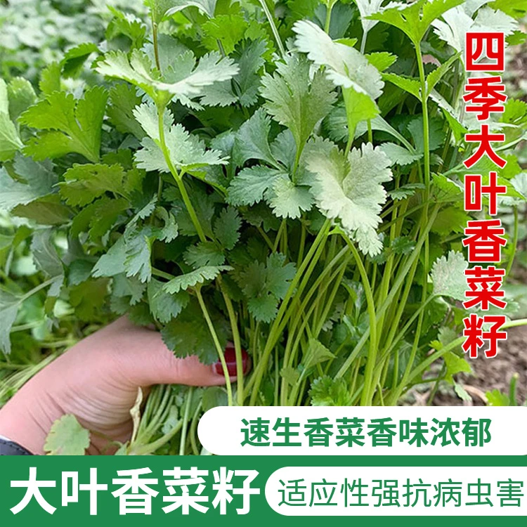 速生大叶香菜种子耐热耐抽薹芫荽种籽春秋四季蔬菜盆栽学种菜