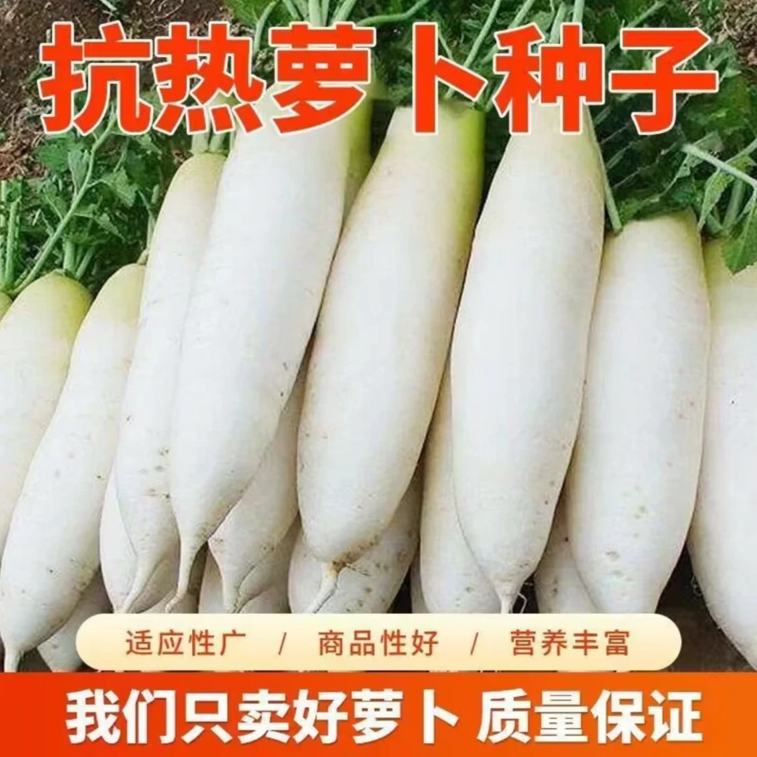 【夏抗热萝卜种子】家庭阳台小院盆栽地栽四季种植