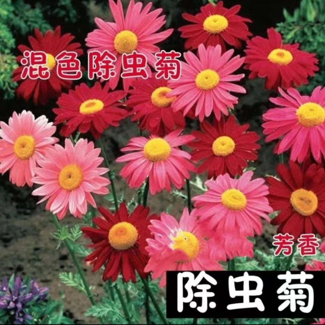 【除虫菊种子】四季播种四季多色阳台庭院种植春季新手可养混色适