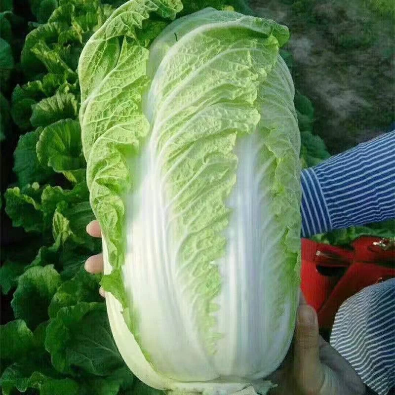 冬储大白菜白菜种子高产耐寒四季播种秋冬北方蔬菜