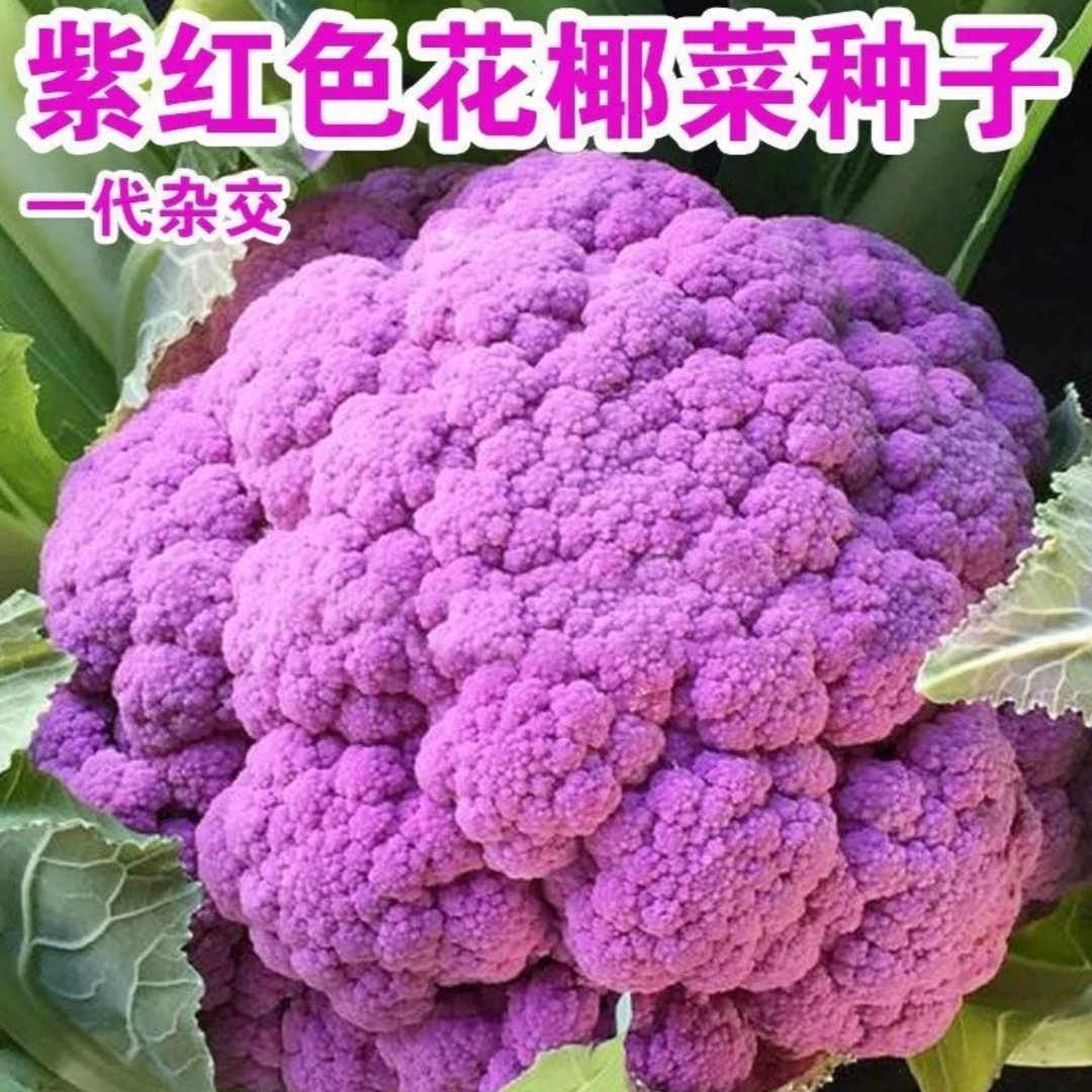 紫色花椰菜种子特色有机花菜菜花种籽春秋季四季阳台蔬菜种子高产