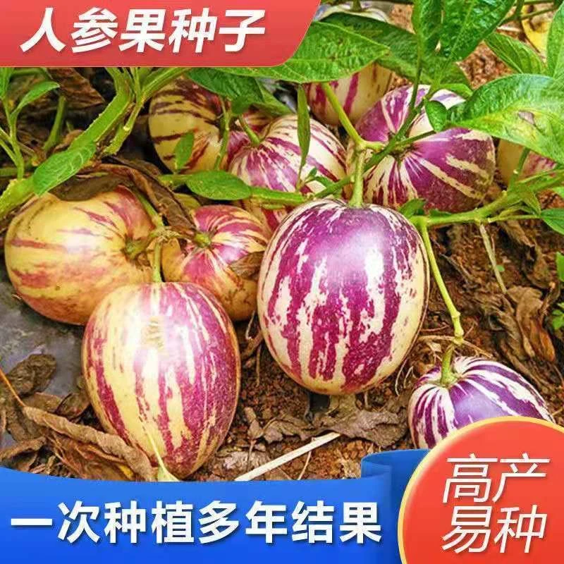奶香果种子四季播种阳台盆栽小院种植简单夏季开花高产水果