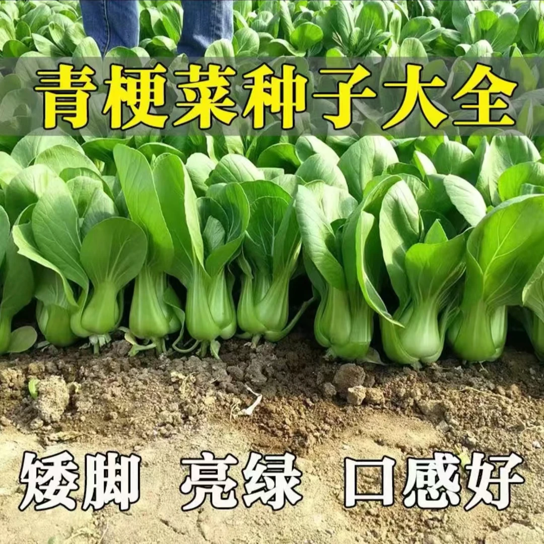 【快熟青梗菜种子】阳台庭院小菜小梗菜盆栽地栽四季蔬菜种子