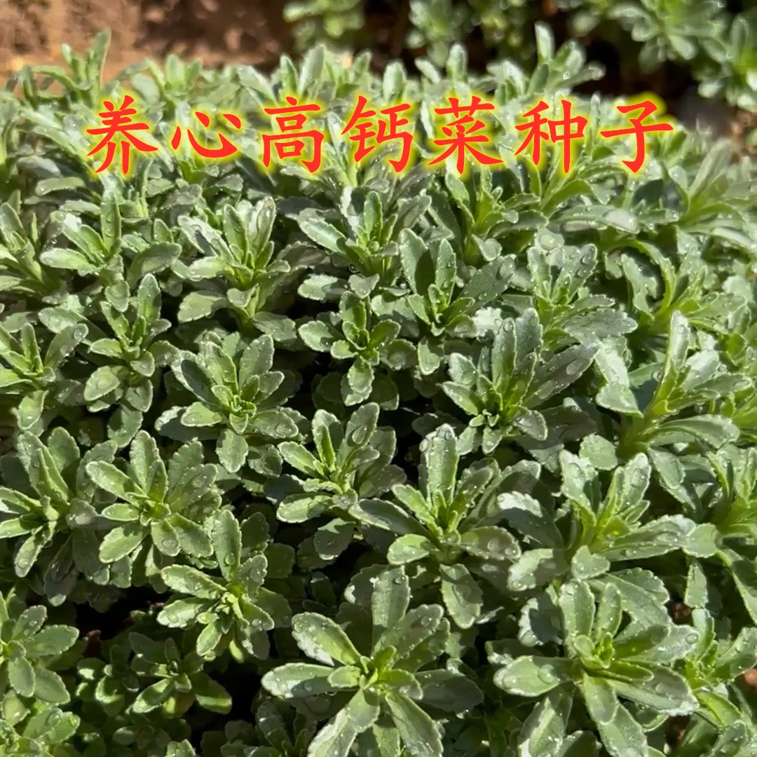 养心菜种子  简单高钙菜种子多年生易种植新手种