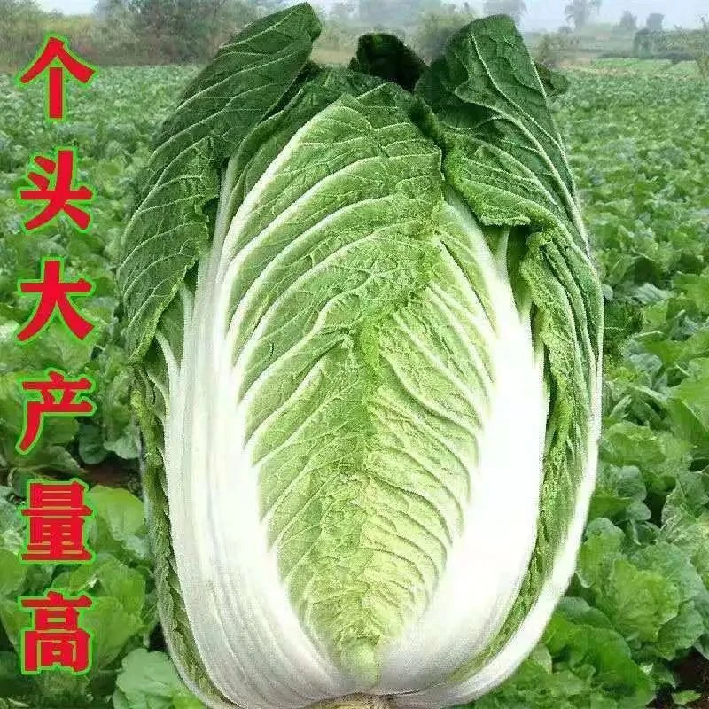 君川美格大白菜种子四季播种秋冬北方蔬