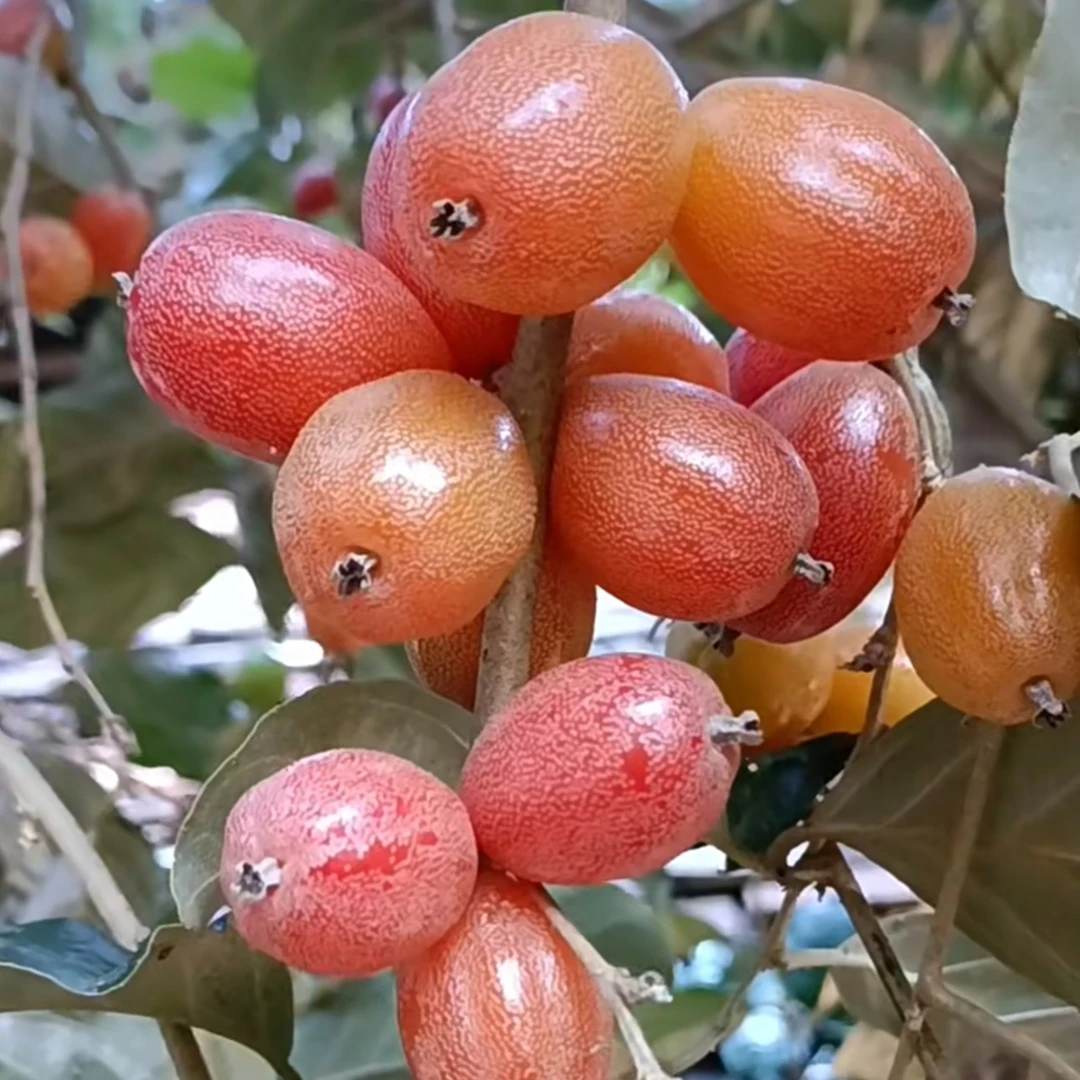 羊奶果种子四季播种阳台盆栽小院种植简单开花高产耐寒耐旱