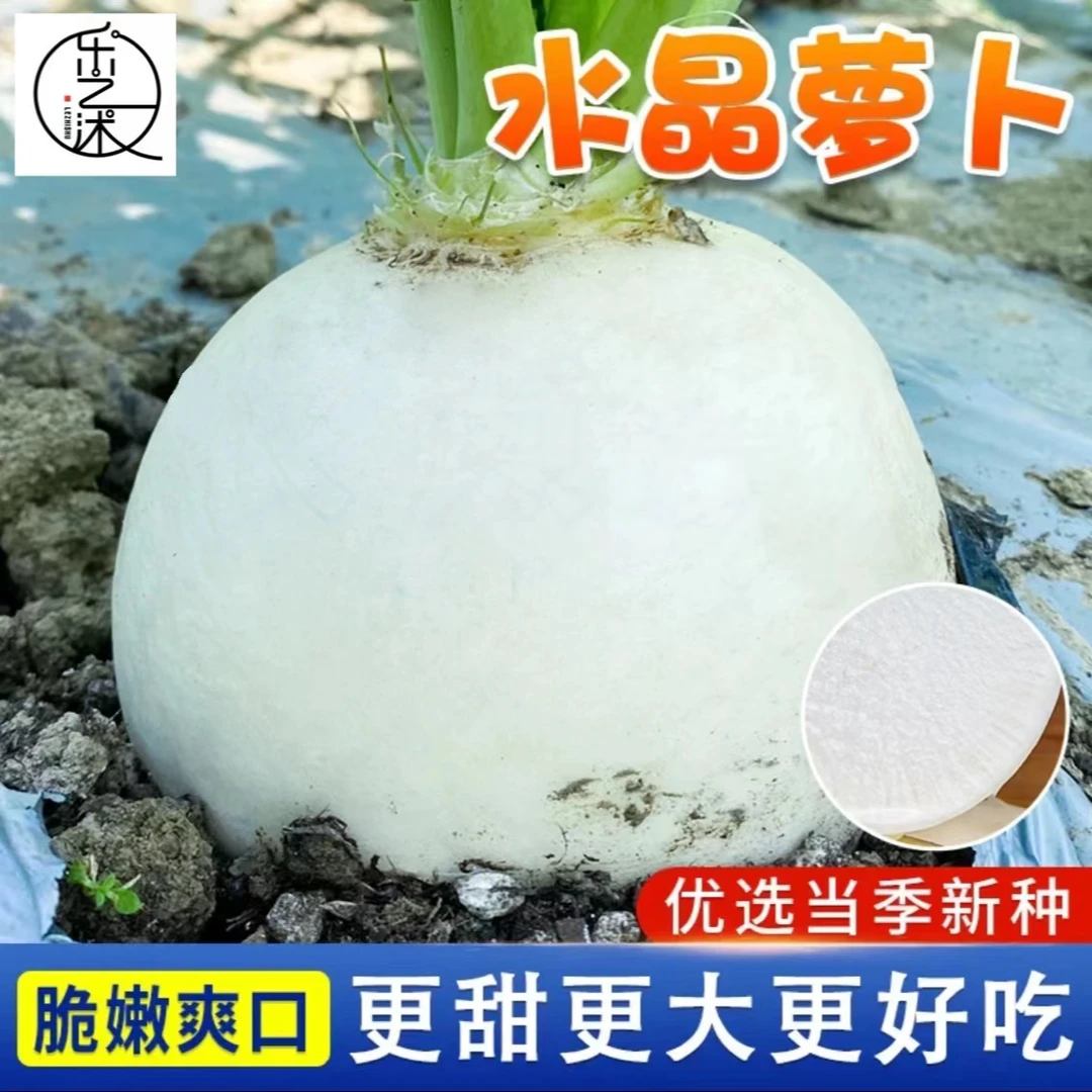 【圆萝卜种子】家庭阳台小院盆栽地栽四季种植