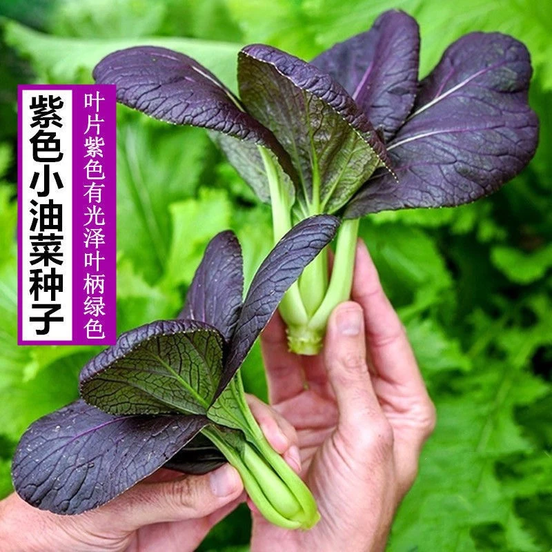 特色菜紫叶油菜种子春夏季蔬菜种籽农家秋冬季菜蔬菜种孑
