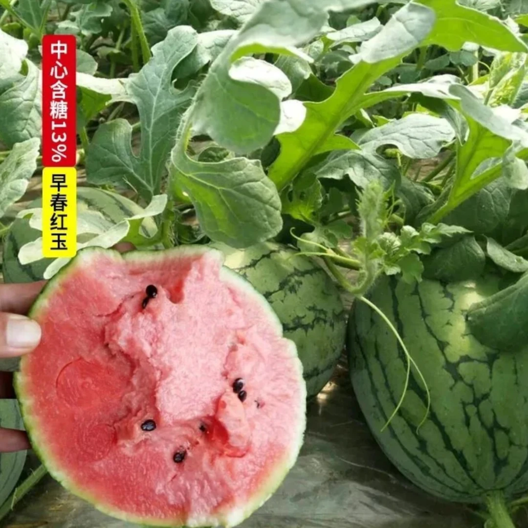 【红玉小西瓜种子】家庭阳台小院盆栽地栽四季种植