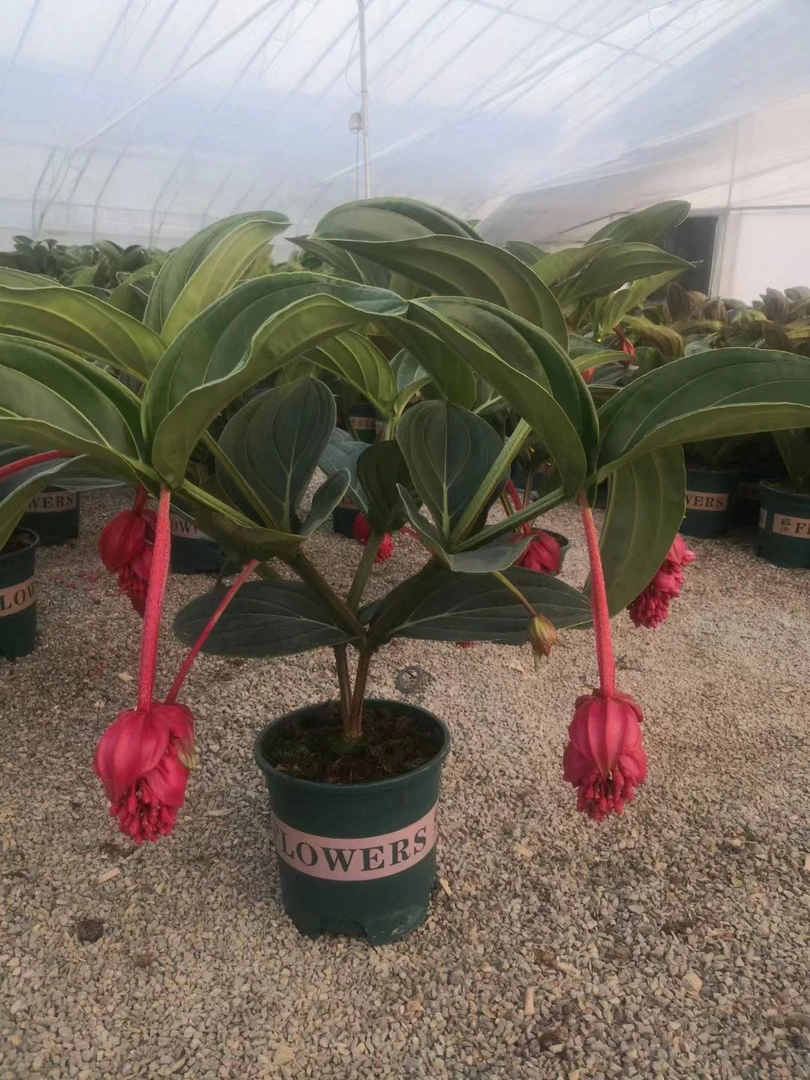 宝莲灯高档花卉年宵花