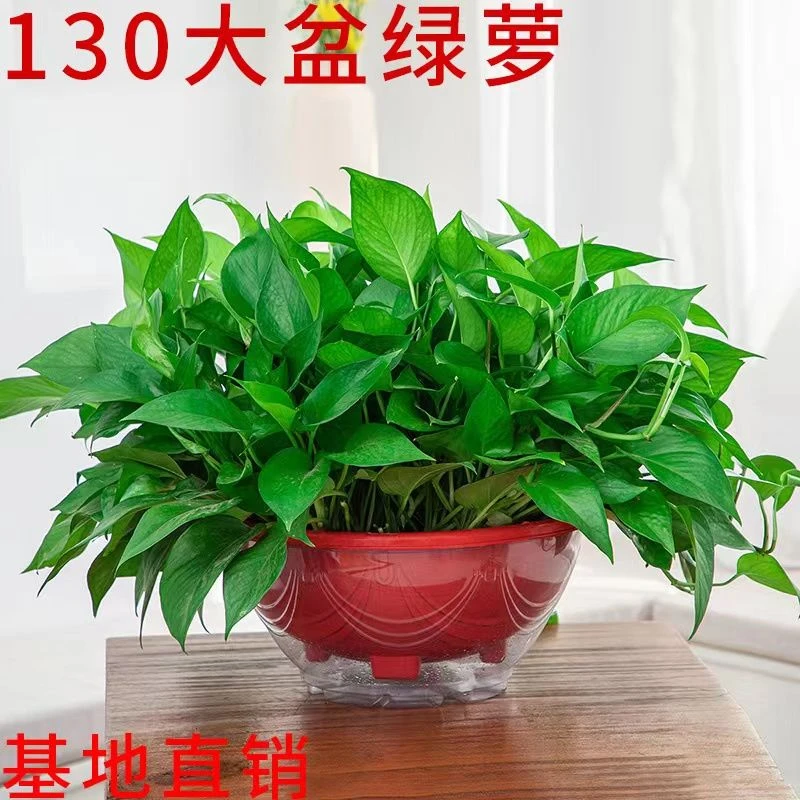 大叶长藤绿萝盆栽室内新房吸除甲醛绿植净化空气植物绿箩吊兰花卉