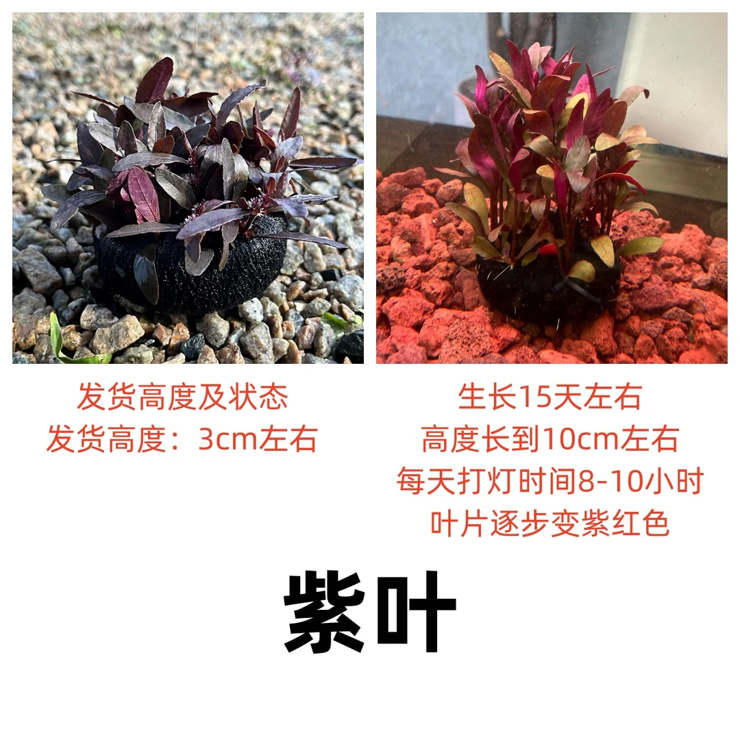 紫叶【中景草】7.5cm大坨发货绿植草造景懒人水培增氧阴性植物