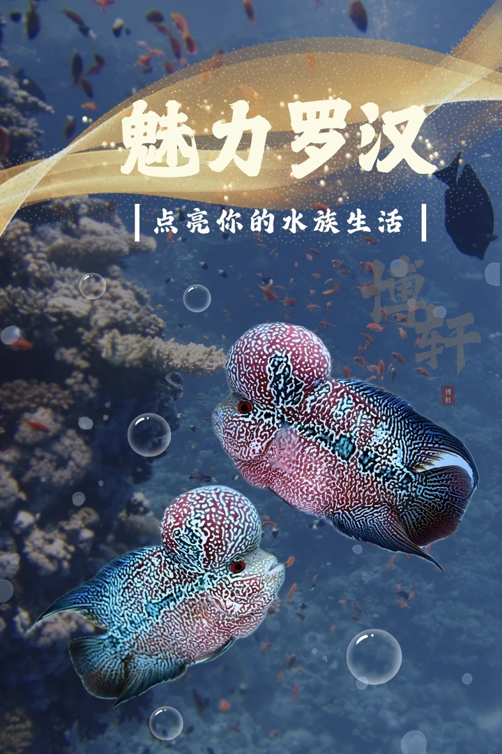 泰国进口罗汉热带观赏鱼活体耐活大苗精品鸿运马骝金花火凤凰