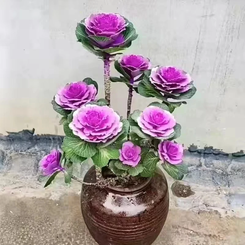 羽衣甘蓝多头老桩花苗阳台庭院耐寒盆栽花卉可食用