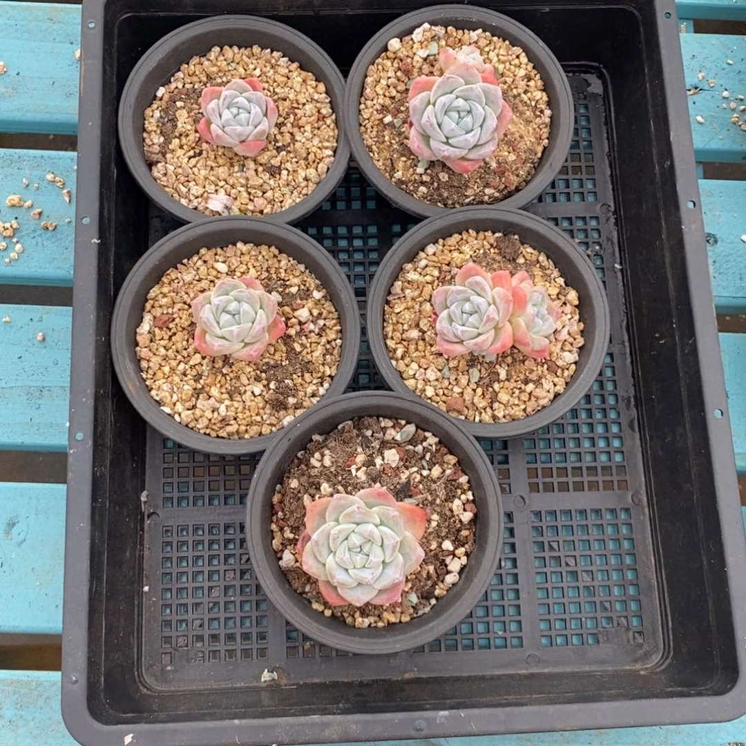 阳****3冰玉五颗第五组