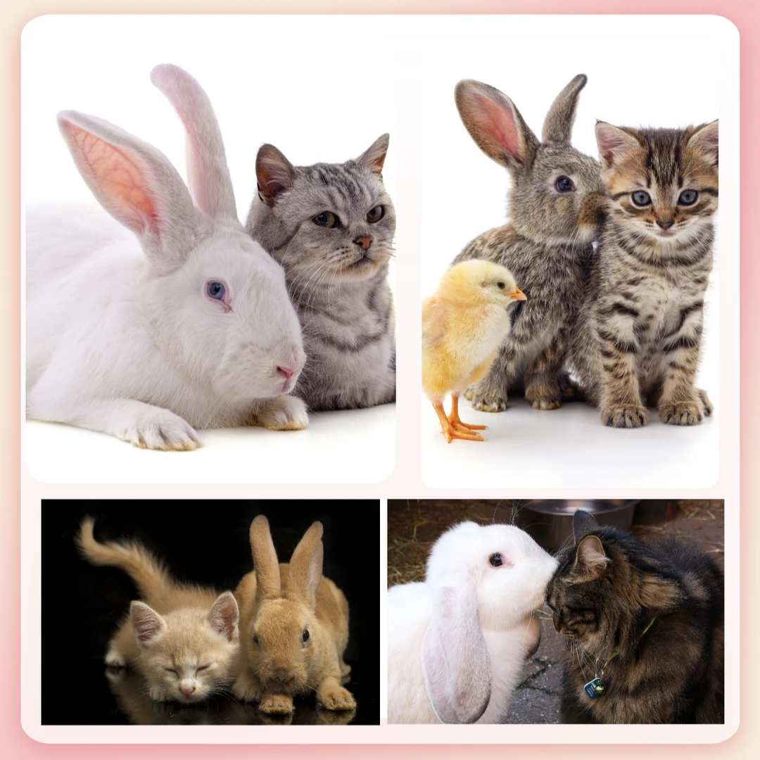 陌陌宠你宠物联盟猫猫可爱视频