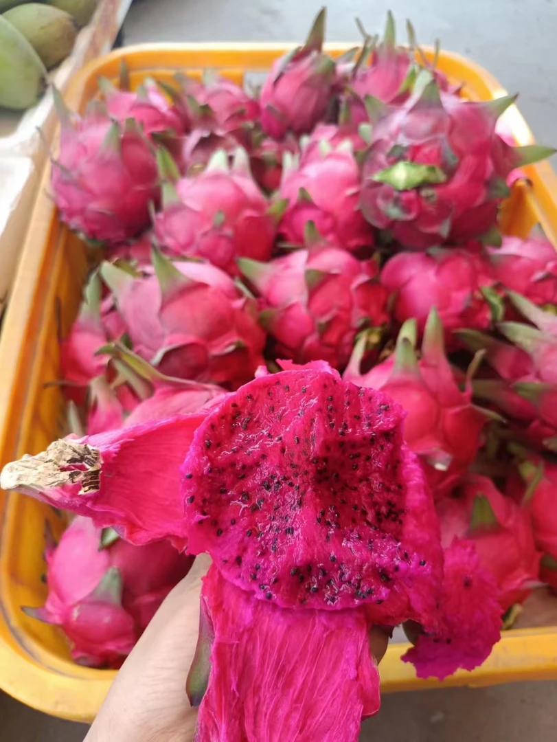 京都国产火龙果  约500克