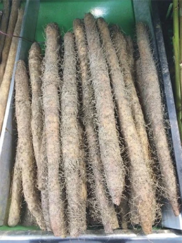 铁棍淮山  约500克