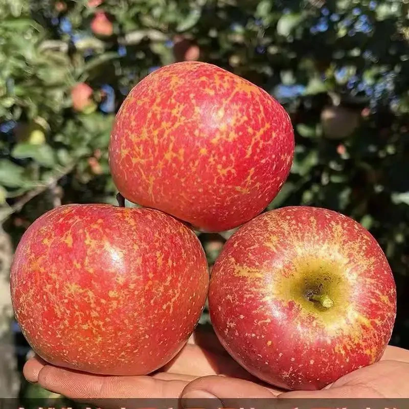 野生苹果（中）  约400克