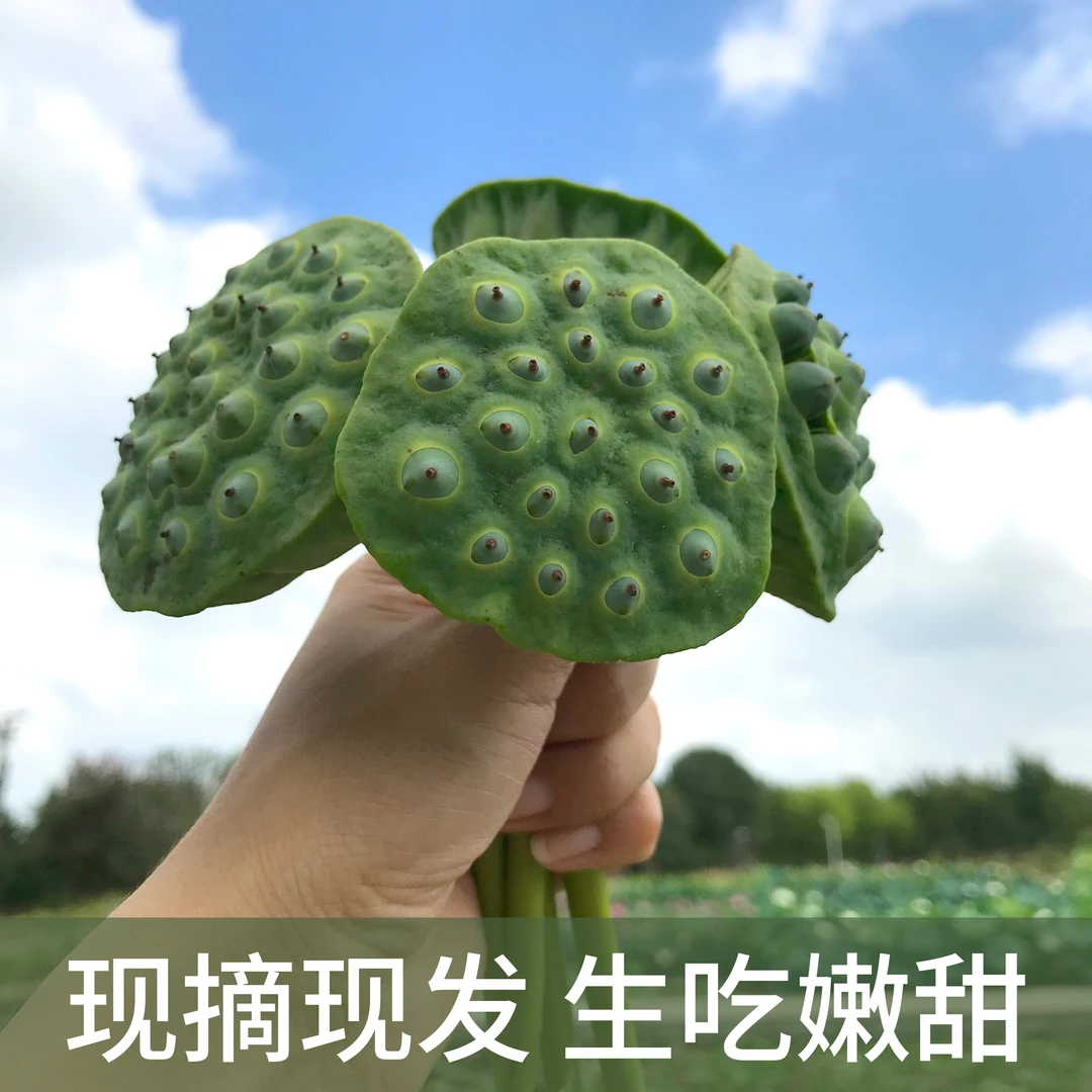 阳澄湖新鲜莲蓬2斤装新鲜采摘莲子嫩甜京东包邮