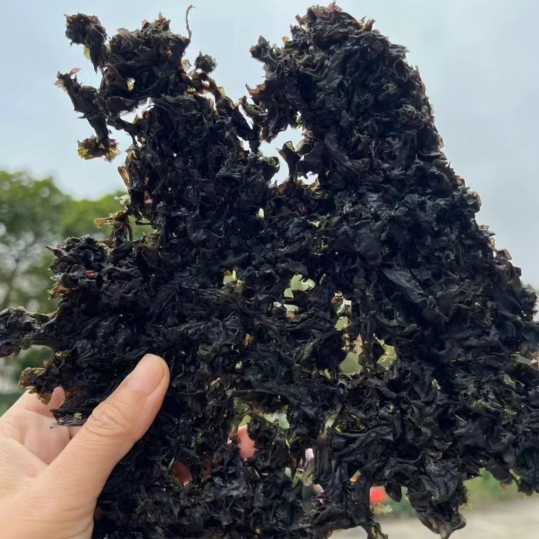 台山上川头水紫菜 干货 干净无沙
