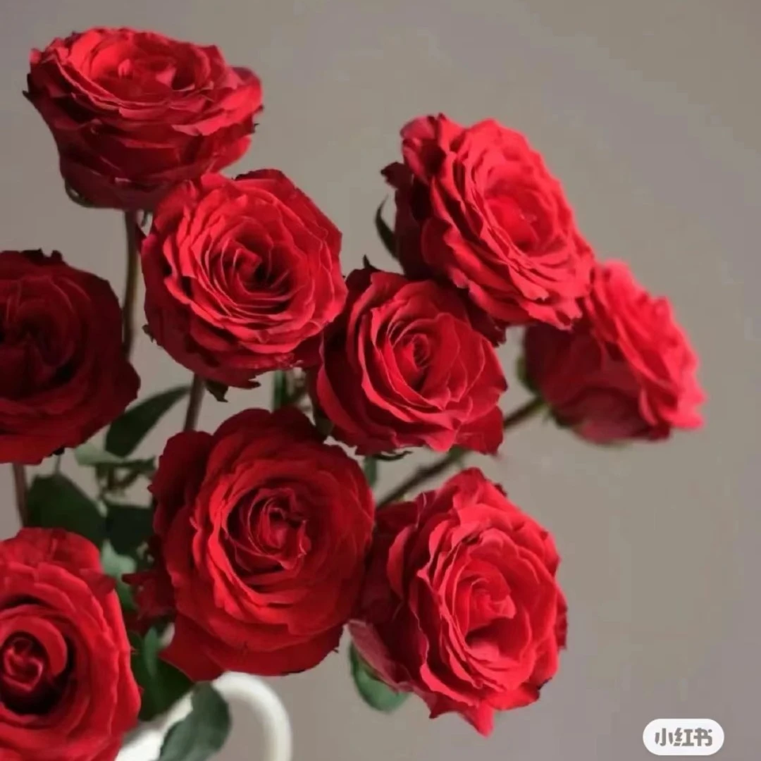 红玫瑰云南昆地花卉直发家养鲜切花   1单也包邮
