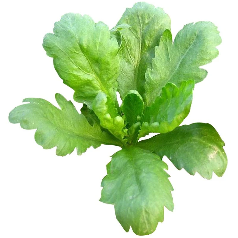 大叶茼蒿种子种籽皇帝菜秋冬四季春季籽种蔬菜孑菜籽菜种盆栽青菜