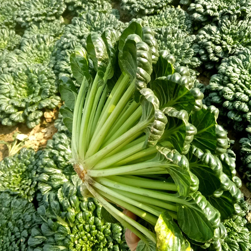 乌塌菜种子白菜黄心乌冬季四季籽阳台种植黑菜蔬菜种籽孑菜籽菜种