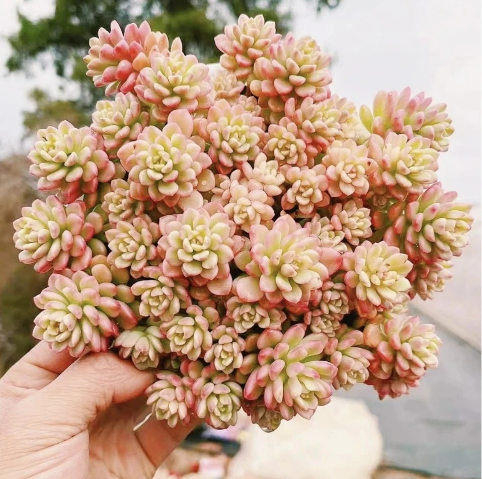 Y 繁星多肉  过年新手必备 耐寒耐旱喜阳通风 新品