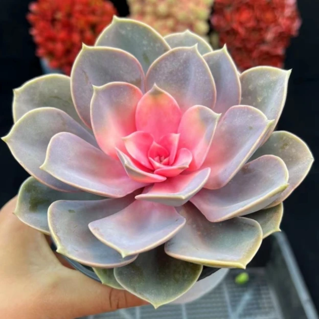 Y 牡丹仙子（拍一发二）多肉植物新手必备耐旱散光通风室内养