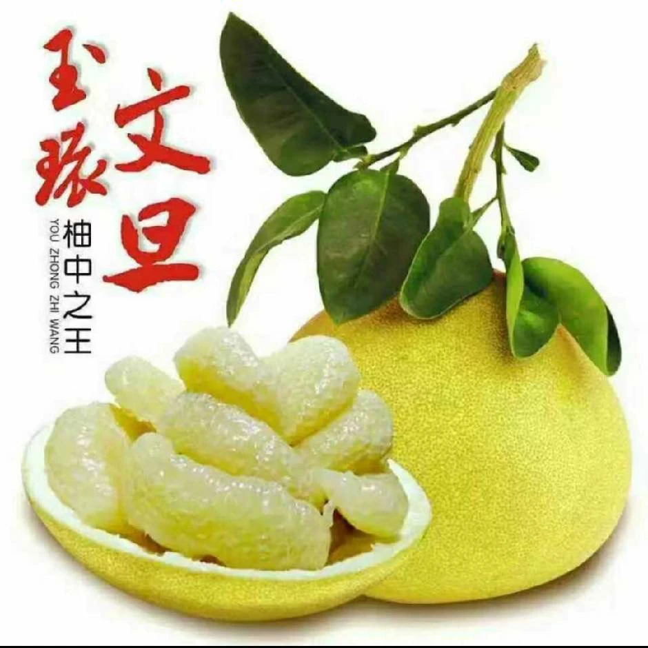 带箱 5.3斤斤玉环文旦基地直发酸甜适可饱满新鲜采摘当季水果