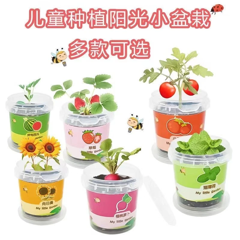 【儿童DIY种植】6盒小盆栽太阳花草莓花向日葵的种加营养土肥料