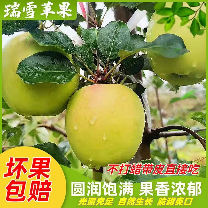 高品质正宗瑞雪苹果脆甜多汁非青苹果水果鲜果礼盒特产4-8.5斤