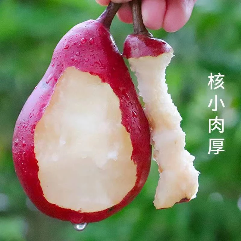 正宗红啤梨应季水果稀有品种放软吃香甜软糯多汁梨子4.5-8.5斤