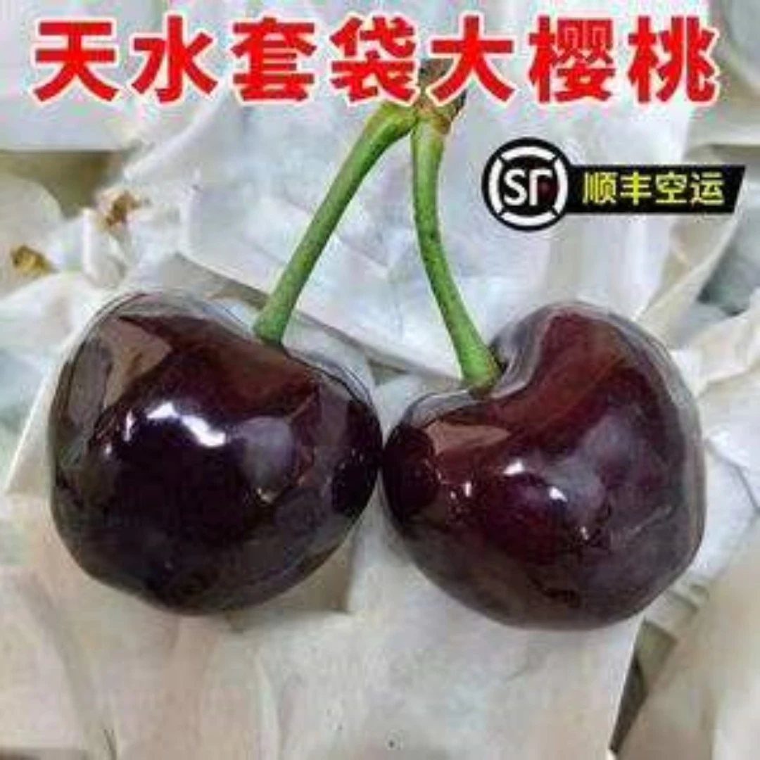 天水套袋大樱桃头茬产地直发3/5斤顺丰包邮新鲜采摘