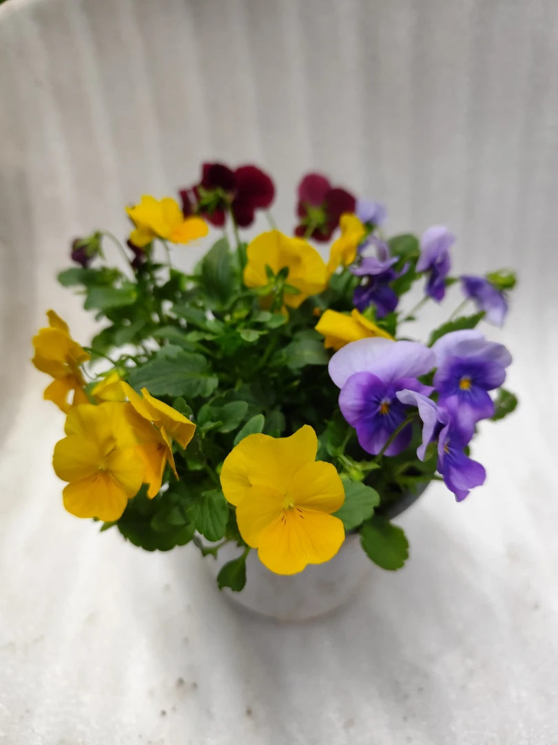 角堇三色堇盆栽花苗耐寒好养庭院阳台冬季开花