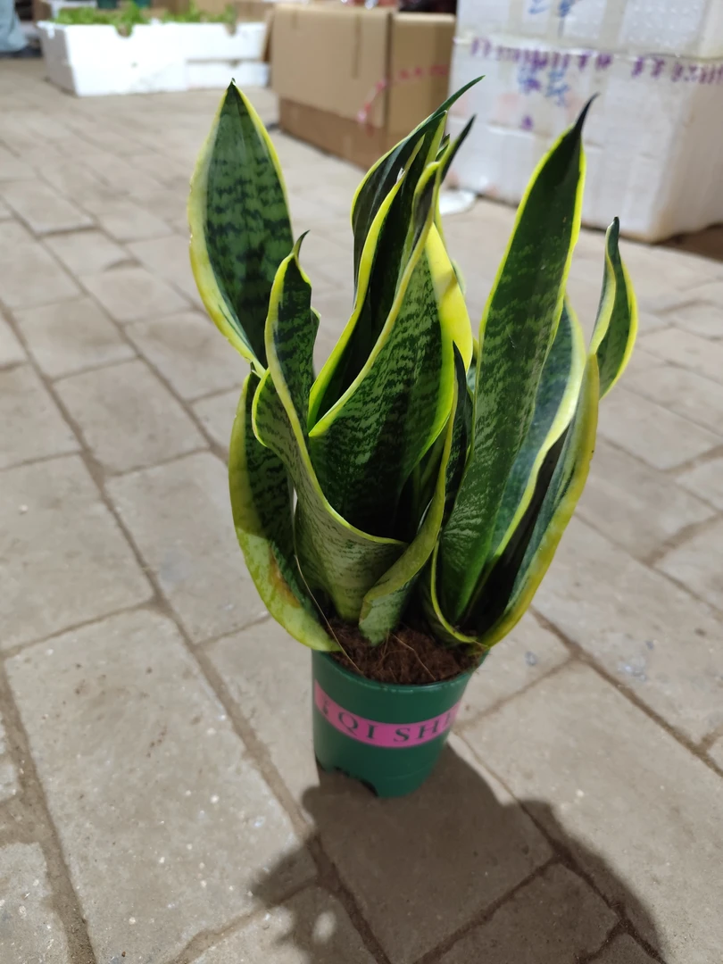 金边虎皮兰盆栽室内绿植净化空气耐旱植物办公室常青